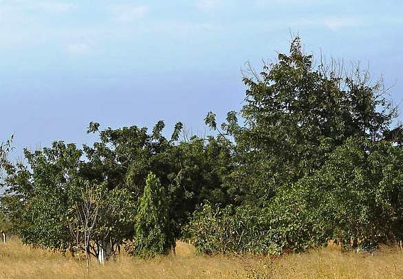 Chepalungu Forest(水系 / 湖泊 / 海岸)-非行家旅行-Africa Wild Wander
