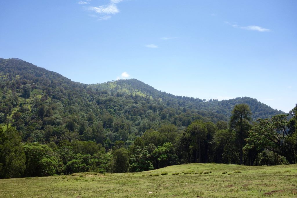 Embobut Forest(自然景观 / 徒步)-非行家旅行-Africa Wild Wander