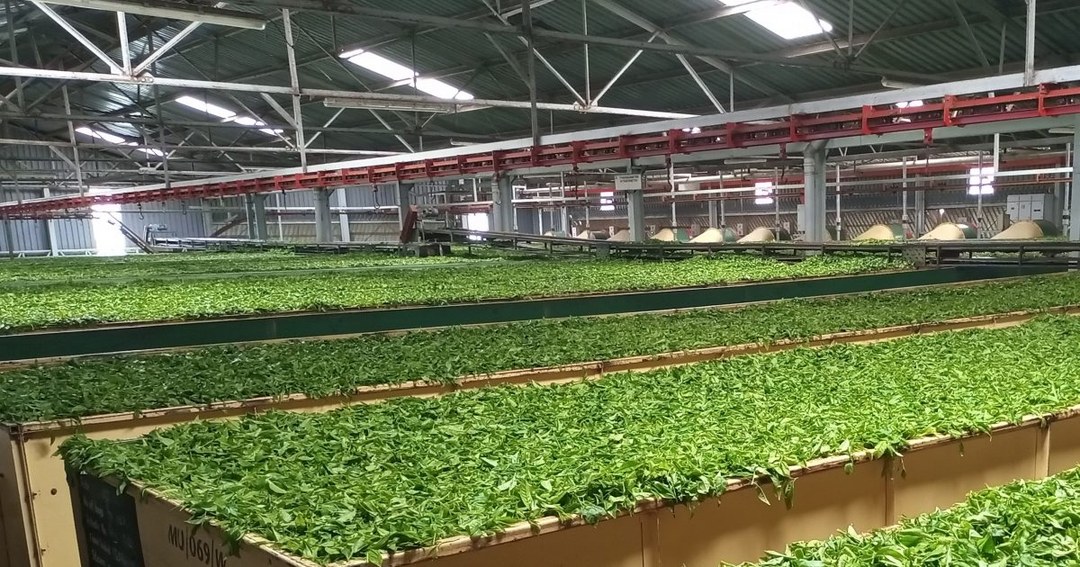 Tirgaga Tea Factory（旅行指南）-非行家旅行-Africa Wild Wander