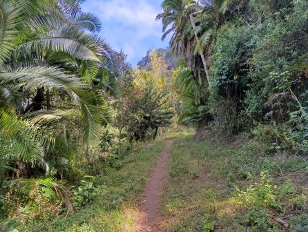 Ngangao Forest（恩冈高森林）-非行家旅行-Africa Wild Wander