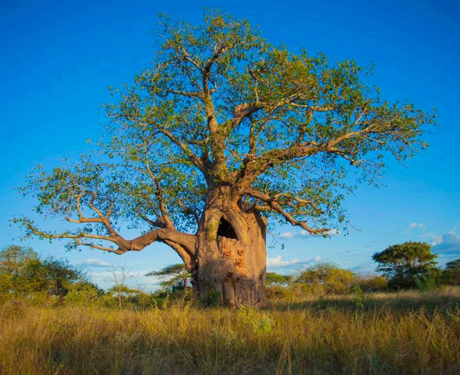 The Sniper Tree（一战遗址 / 纪念地）-非行家旅行-Africa Wild Wander