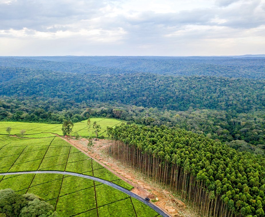 Mau Forest Reserve（毛森林保护区）-非行家旅行-Africa Wild Wander