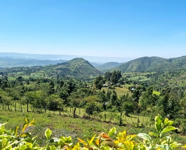 Chepsangor Coffee（产业 / 地方资源）-非行家旅行-Africa Wild Wander