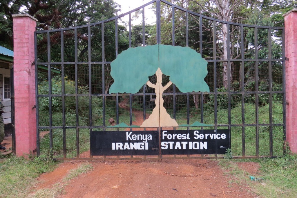 Irangi Forest Station（自然景观 / 徒步）-非行家旅行-Africa Wild Wander