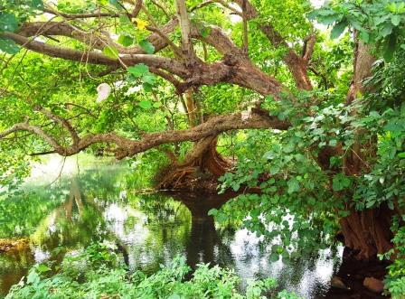 Njoro Springs（湖泊 / 泉水 / 湿地）-非行家旅行-Africa Wild Wander