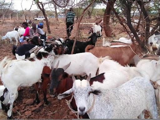 Kimalel Goat Auction-非行家旅行-Africa Wild Wander