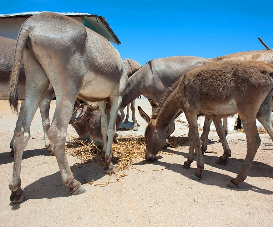 Lamu Donkey Sanctuary（拉穆驴保护中心）-非行家旅行-Africa Wild Wander