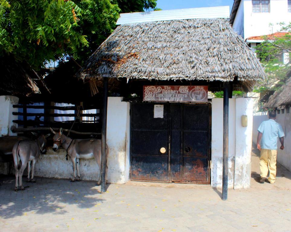 Lamu Donkey Sanctuary（拉穆驴保护中心）-非行家旅行-Africa Wild Wander