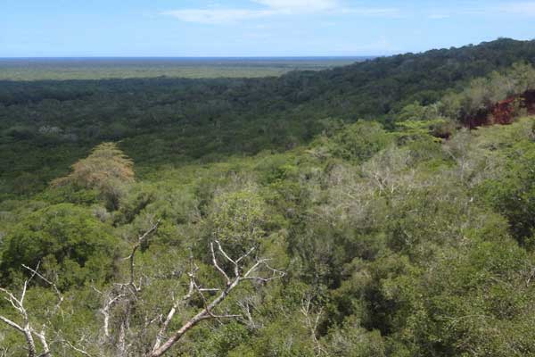 Forests of Kenya（自然景观 / 徒步）-非行家旅行-Africa Wild Wander