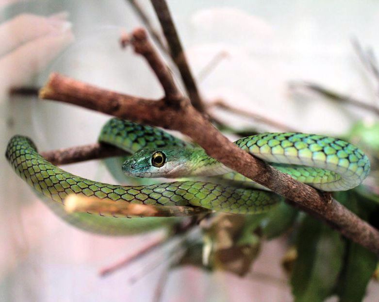 Bio-Ken Snake Farm(国家公园 / 保护区 / Safari)-非行家旅行-Africa Wild Wander