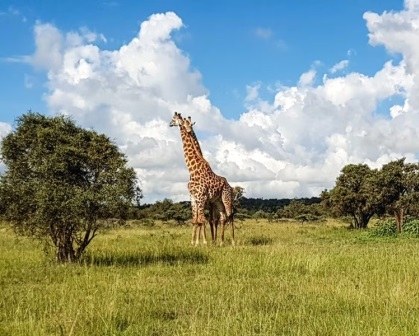 Swara Plains Conservancy（斯瓦拉平原保护地）-非行家旅行-Africa Wild Wander