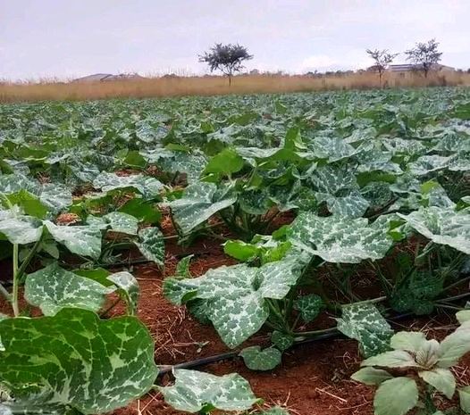 Chebara Irrigation Scheme（县域目的地 / 专题资料）-非行家旅行-Africa Wild Wander