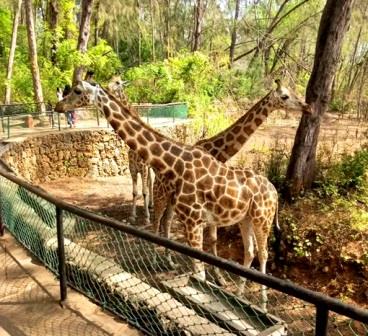 Haller Park Mombasa（蒙巴萨哈勒公园）-非行家旅行-Africa Wild Wander