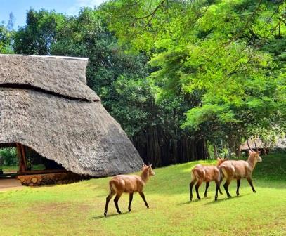 Haller Park Mombasa（蒙巴萨哈勒公园）-非行家旅行-Africa Wild Wander
