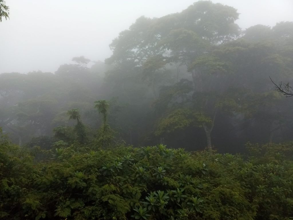 Kirimiri Forest（自然景观 / 徒步）-非行家旅行-Africa Wild Wander