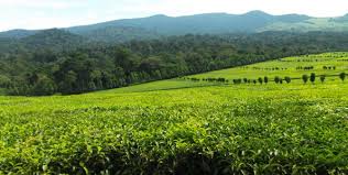 Kenya's Forests（水系 / 湖泊 / 海岸）-非行家旅行-Africa Wild Wander