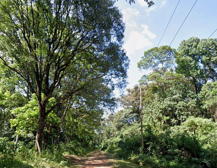South Nandi Forest（南南迪森林）-非行家旅行-Africa Wild Wander