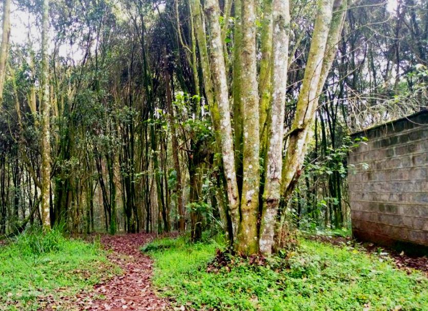 Kamuruana Hill(卡穆鲁阿纳山)-非行家旅行-Africa Wild Wander
