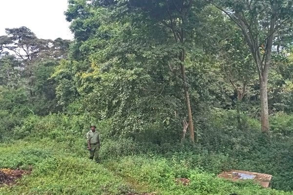 Kodera Forest（水系 / 湖泊 / 海岸）-非行家旅行-Africa Wild Wander