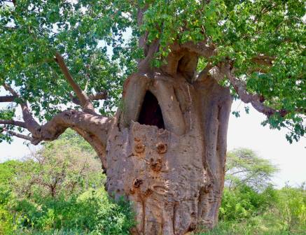 The Sniper Tree（一战遗址 / 纪念地）-非行家旅行-Africa Wild Wander