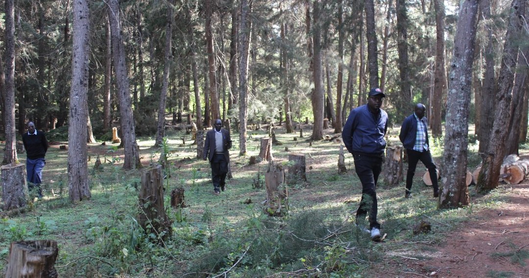 Bugar Forest（自然景观 / 徒步）-非行家旅行-Africa Wild Wander
