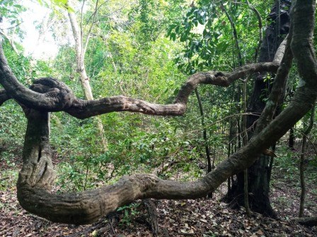 Kaya Kinondo Sacred Forest（卡亚基农多圣林）-非行家旅行-Africa Wild Wander