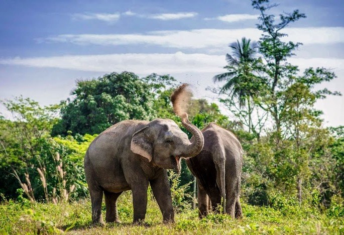 Mwaluganje Elephant Sanctuary（姆瓦卢甘杰大象保护区）-非行家旅行-Africa Wild Wander