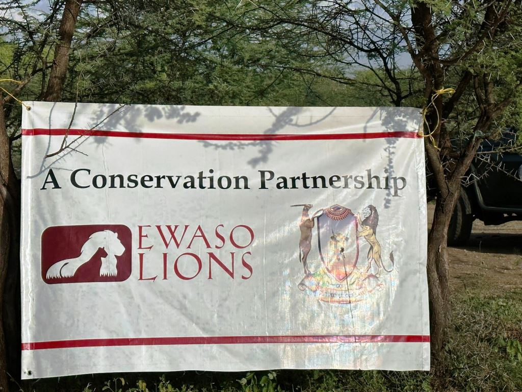 Ewaso Lions（埃瓦索狮子保护项目）-非行家旅行-Africa Wild Wander