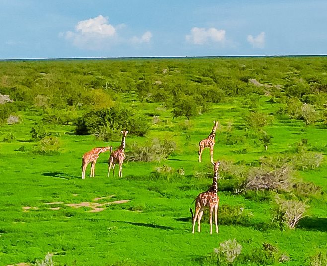 Sabuli Conservancy（国家公园 / 保护区 / Safari）-非行家旅行-Africa Wild Wander
