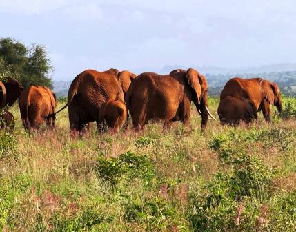 LUMO Wildlife Conservancy（LUMO 野生动物保护地）-非行家旅行-Africa Wild Wander