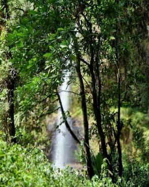 Ragia Forest Trail（拉吉亚森林步道）-非行家旅行-Africa Wild Wander
