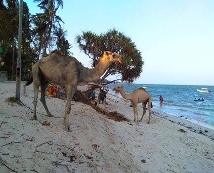 Jomo Kenyatta Public Beach（乔莫·肯雅塔公共海滩）-非行家旅行-Africa Wild Wander