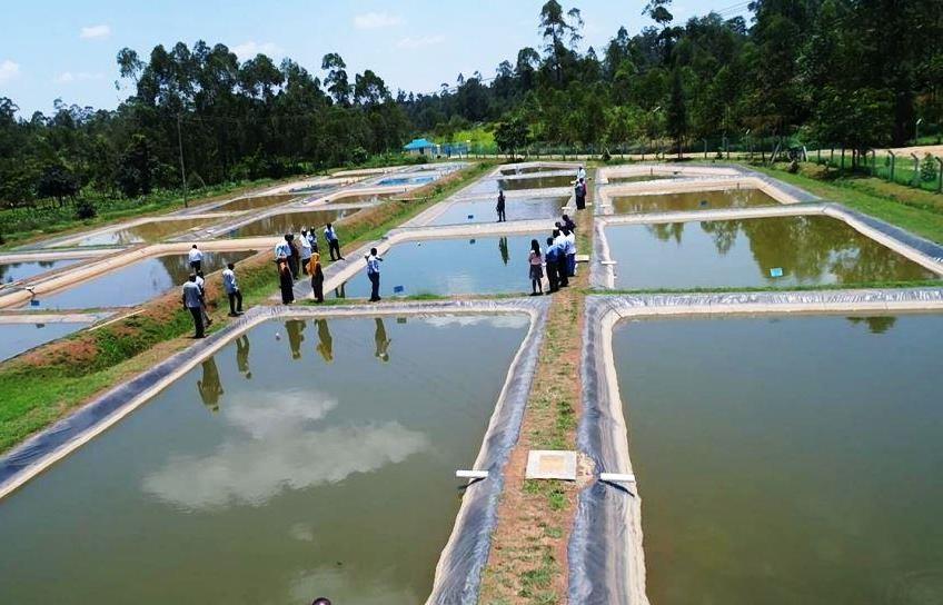 Mwitoko Fish Farm（姆维托科鱼场）-非行家旅行-Africa Wild Wander