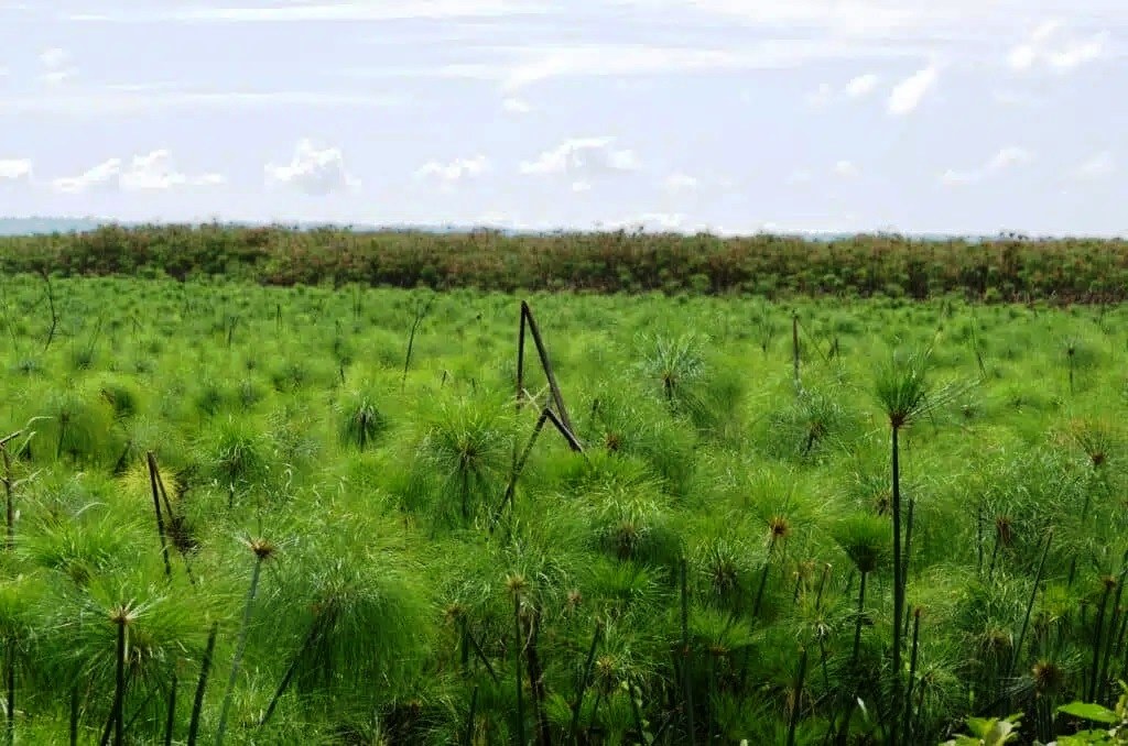 Yala Swamp（水系 / 湖泊 / 海岸）-非行家旅行-Africa Wild Wander