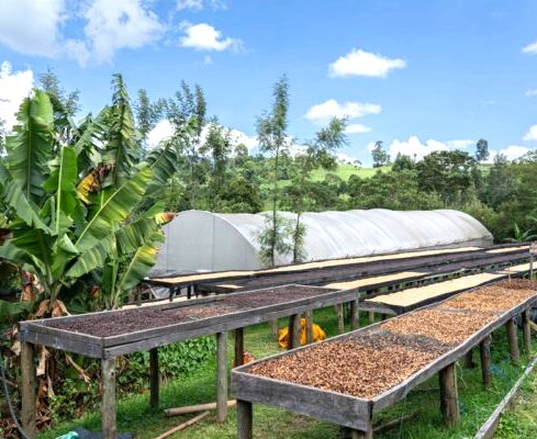 Chepsangor Coffee（产业 / 地方资源）-非行家旅行-Africa Wild Wander