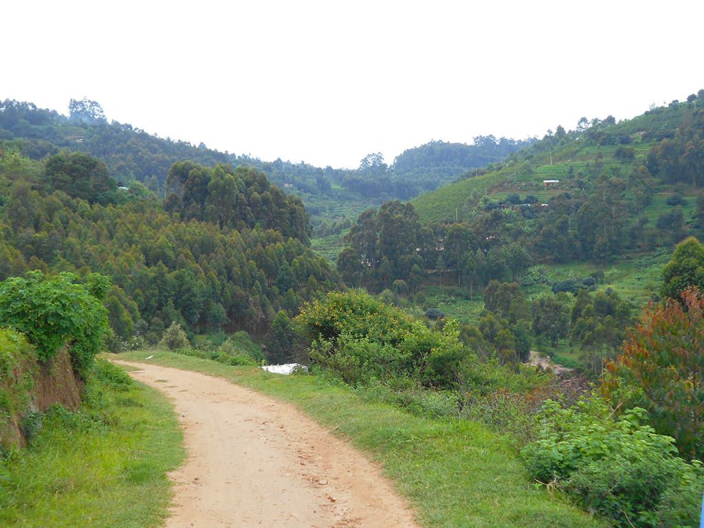 Kirimiri Forest（自然景观 / 徒步）-非行家旅行-Africa Wild Wander