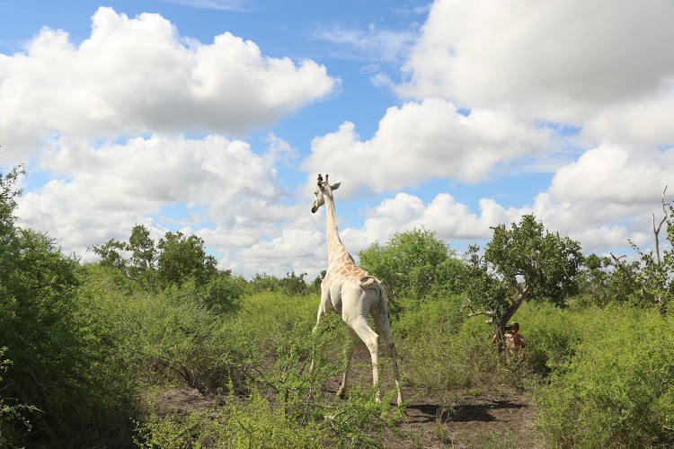 Ishaqbini Hirola Conservancy（自然景观 / 徒步）
