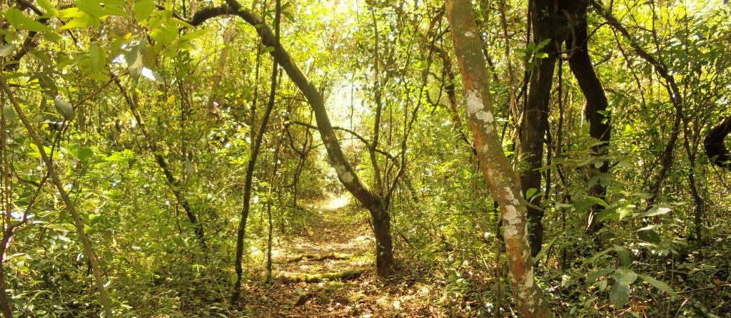 Buteyo Miti Park（自然景观 / 徒步）-非行家旅行-Africa Wild Wander