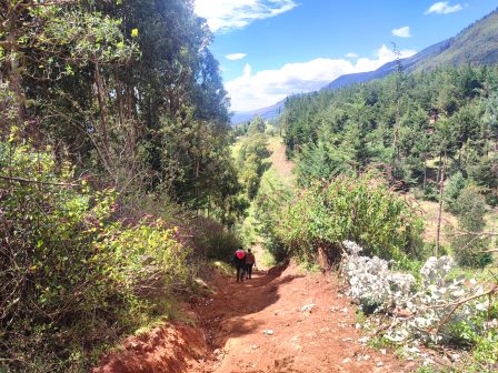 Kenungu Falls（瀑布 / 森林水系）-非行家旅行-Africa Wild Wander