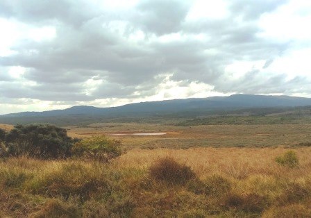 Sharpe’s Longclaw Reserve（县域目的地）-非行家旅行-Africa Wild Wander