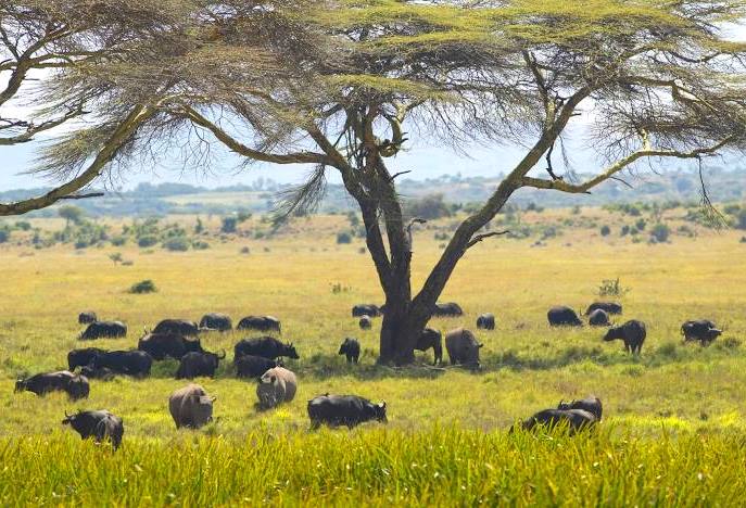 Lewa Wildlife Conservancy(莱瓦野生动物保护地)-非行家旅行-Africa Wild Wander