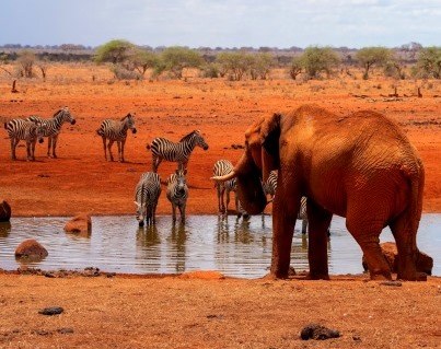 Tsavo East National Park（察沃东国家公园）-非行家旅行-Africa Wild Wander