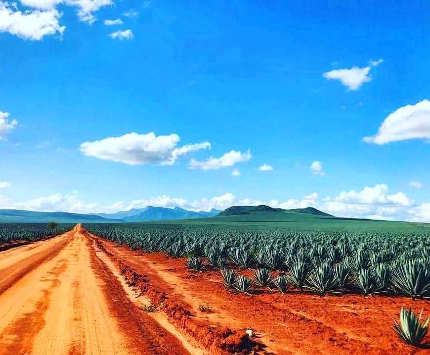 Teita Sisal Estate（农业 / 庄园）-非行家旅行-Africa Wild Wander