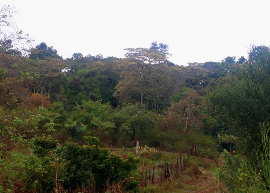 Ngaya Forest（森林 / 水源地）-非行家旅行-Africa Wild Wander