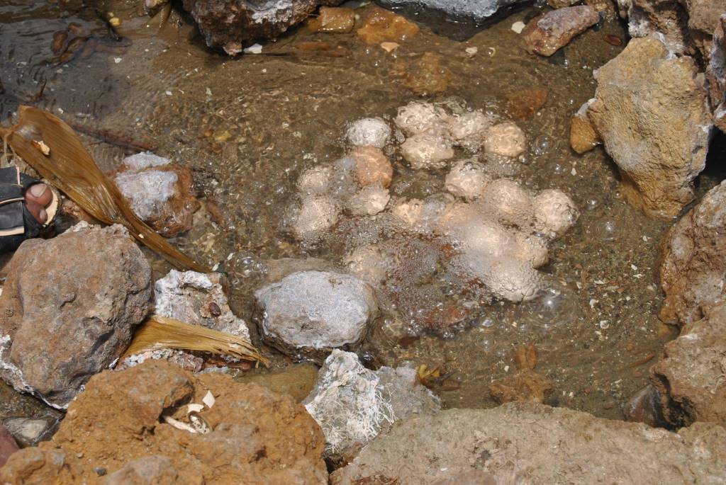 Bala (Kanjera) Hotsprings（水系 / 湖泊 / 海岸）-非行家旅行-Africa Wild Wander