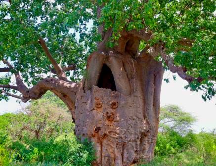 The Sniper Tree（一战遗址 / 纪念地）-非行家旅行-Africa Wild Wander