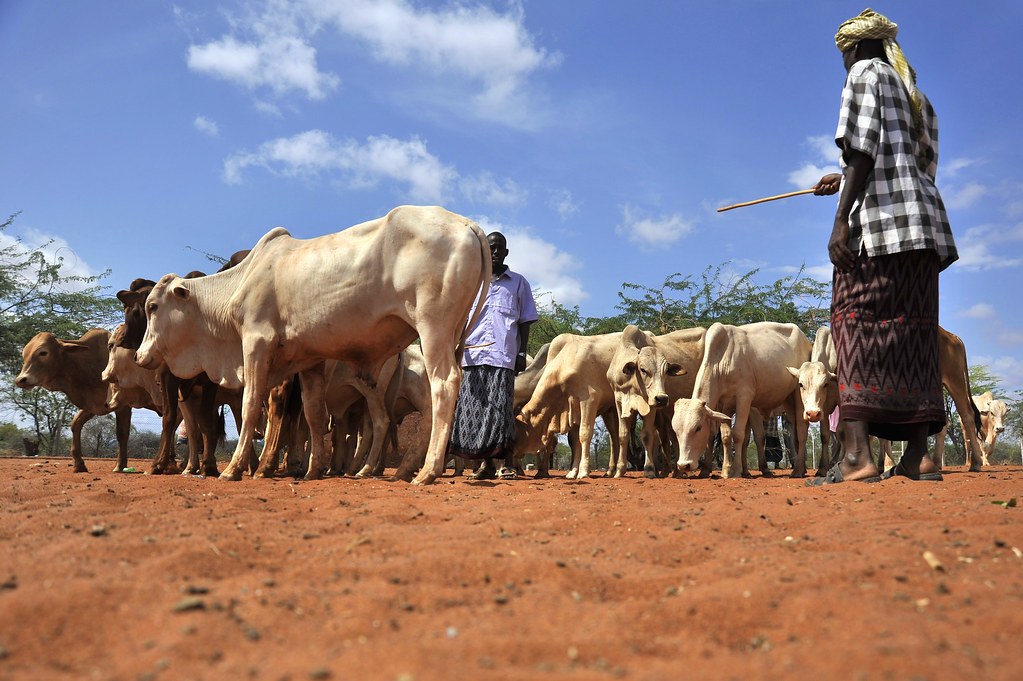Wajir Livestock Market（县域目的地 / 专题资料）-非行家旅行-Africa Wild Wander