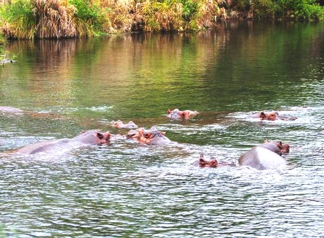 Mzima Springs（姆兹马泉）-非行家旅行-Africa Wild Wander