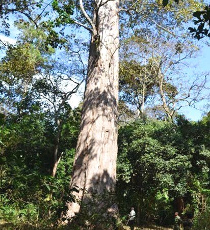 Giant Meru Oak（巨型梅鲁橡树）-非行家旅行-Africa Wild Wander