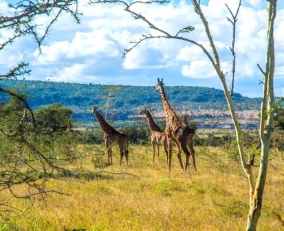 Maanzoni Sanctuary（Athi-Kapiti / Lukenya 生态）-非行家旅行-Africa Wild Wander